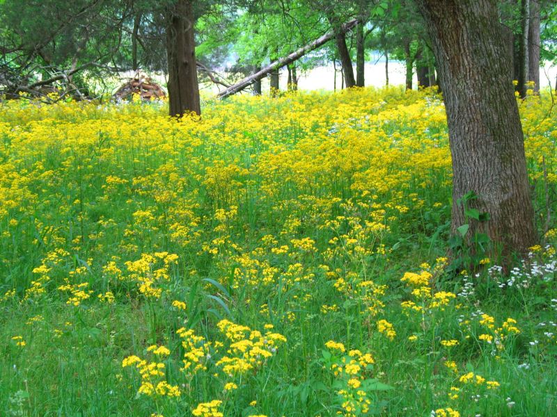 open woods in spring.jpg